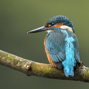 Eisvogel0733b