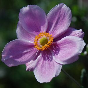 Pinkflower NFF