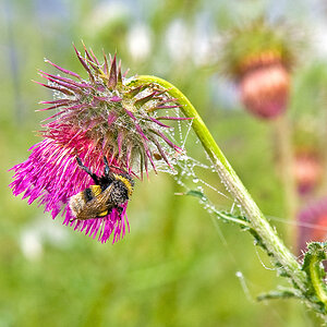 Hummel2