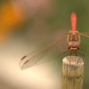 Frontal