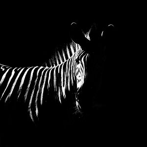 Z wie Zebra