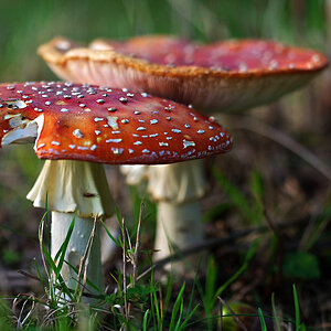 Pilze www test ps