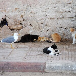 There is enough for all species.