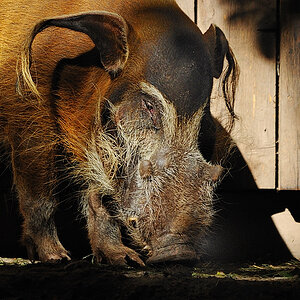Pinselohrschwein
Tiergarten Nürnberg