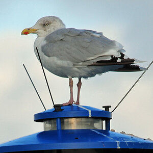 Riesenmöve auf Mini-Raumschiff (Nikon D300, 300/4, Bl. 7, 1/500s, MHX 5387A+ AK USM x)