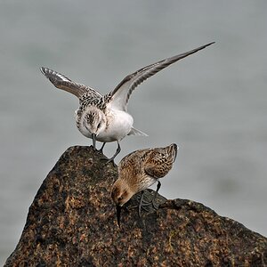 comp DSC 1986p 2