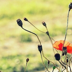 Mohn NFF
16-85mm Nikkor