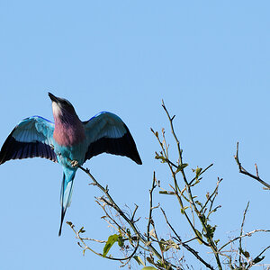 DSC9812 NFF