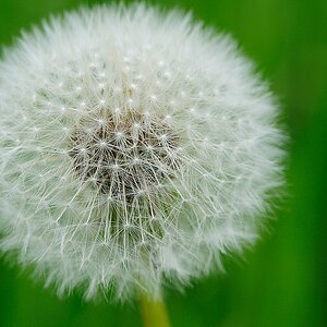 Pusteblume Makro