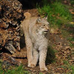 zoo07
