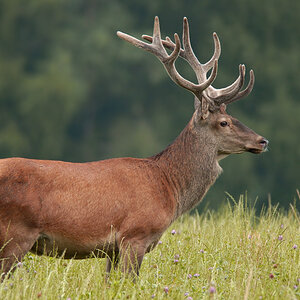 Platzhirsch a22056729