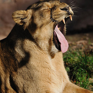 zoo12