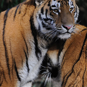zoo15