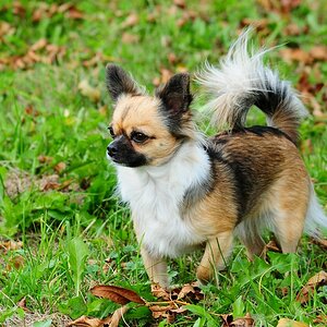 Puppy