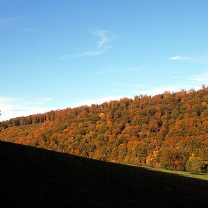 Wald