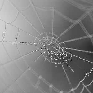 web1 zw nf