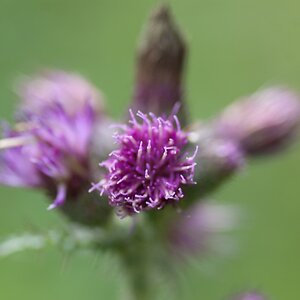 Distel