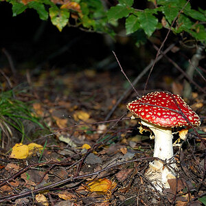 Fliegenpilz