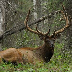 DSC4864 NF-F
Wapiti-Hirsch, Banff NP, Kanada
D90/ISO 3200