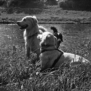 hunde Kopie