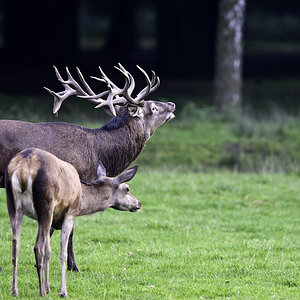 wildpark
