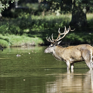 wildpark 2