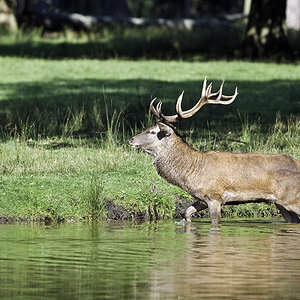 wildpark 3