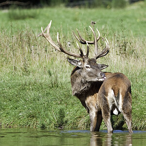 wildpark 4