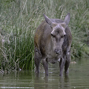 wildpark 5
