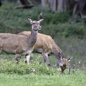 wildpark 6