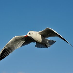 Kamera: D700
Brennweite: 180 mm
Blende: F8
Belichtungszeit: 1/1000
ISO-Wert: 200
