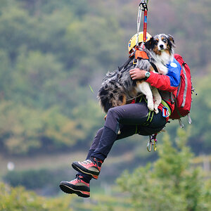 Hund Hubschrauber