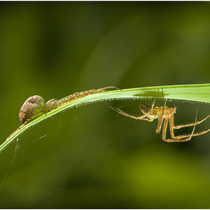 Spiders