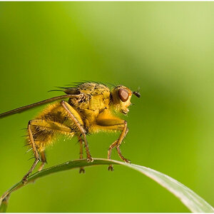Fly
