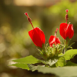 Blüte 02