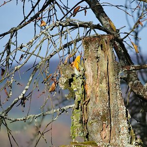 alterKirschbaum
