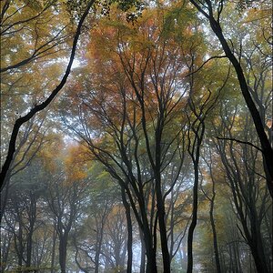 acomp nebel 0341