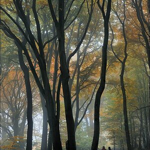 acomp nebel 0343
