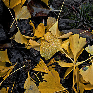 Herbstlaub 010 nff