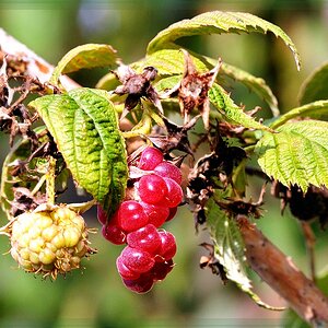 Himbeere web