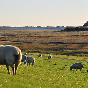 westerhever2 - Test Liveview/Schwenkdisplay