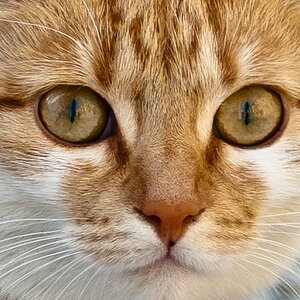 D700, 300mm, Offenblende, 100% Crop