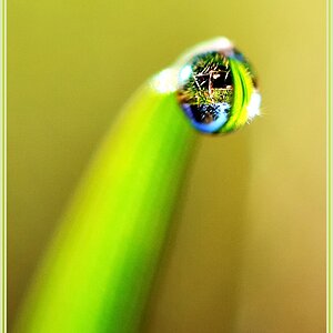 Grashalm web