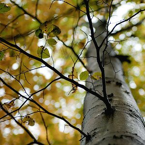 am Baum hoch1