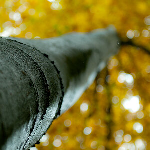 am Baum hoch2