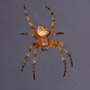 Spinne