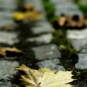 Blatt in Regenrinne