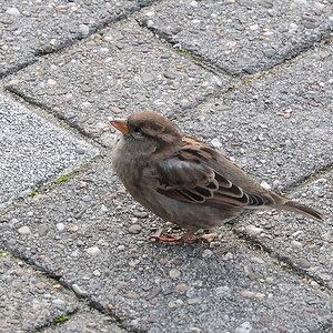 Neuharlingersieler Hafen-Spatz (MHX 5549A USMx)