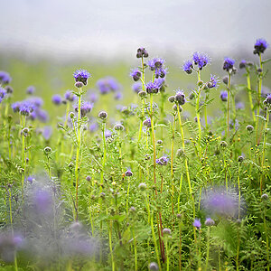 Blumen 01