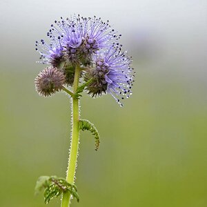 Blumen 02